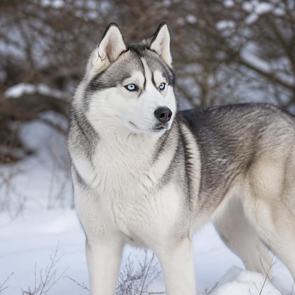 Siberian Husky